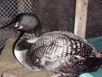 Loon in rehab